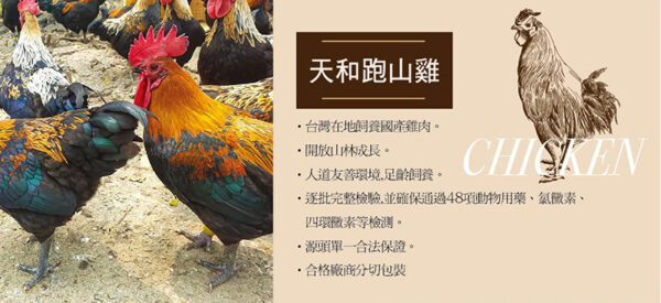 雞肉介紹